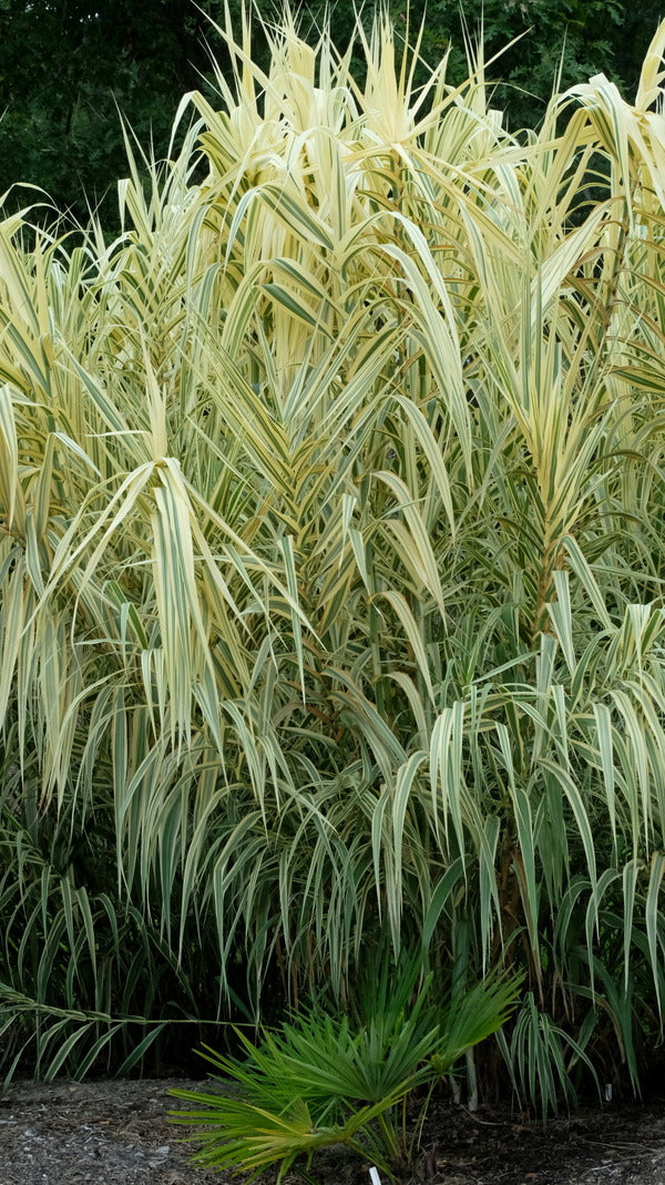 Arundo donax Peppermint Stick