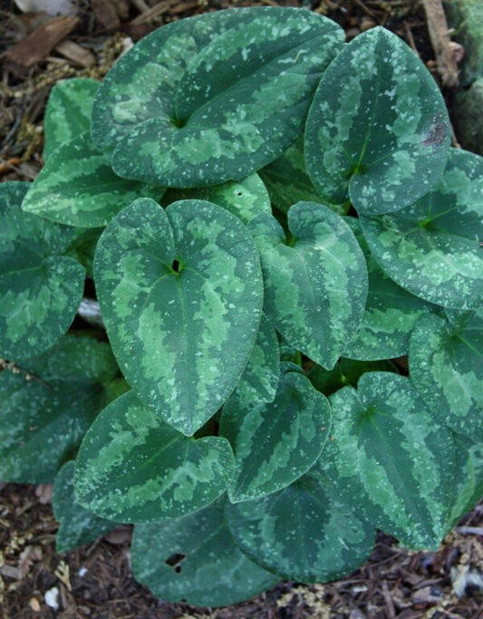 Image of Asarum 'Tama Rasya' taken at Juniper Level Botanic Gdn, NC by JLBG