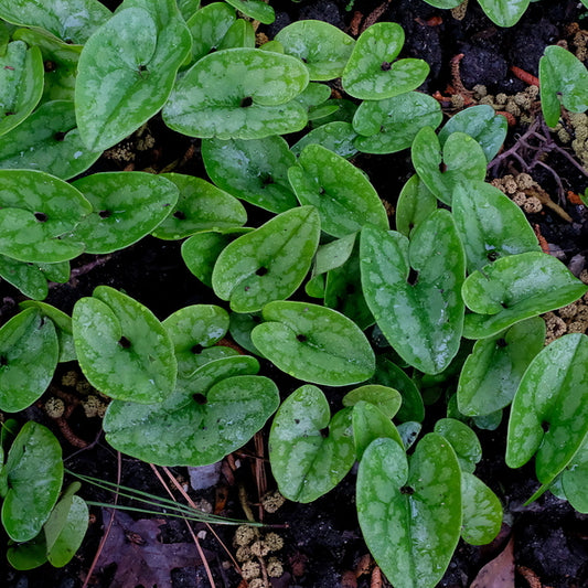 Image of Asarum arifolium 'See Spot Run' taken at Juniper Level Botanic Gdn, NC by JLBG