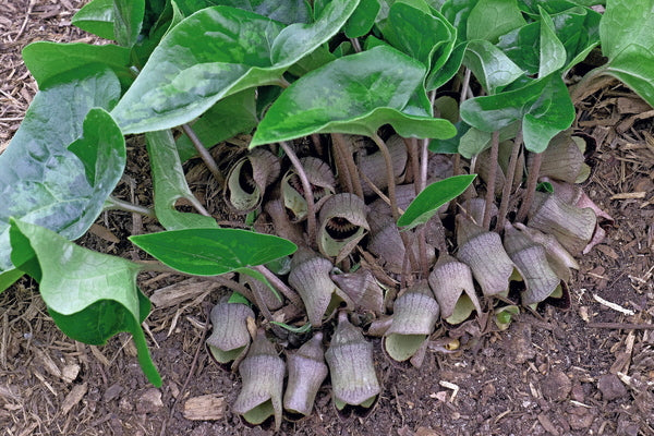 Image of Asarum campaniflorum 'Leprechaun' taken at Juniper Level Botanic Gdn, NC by JLBG