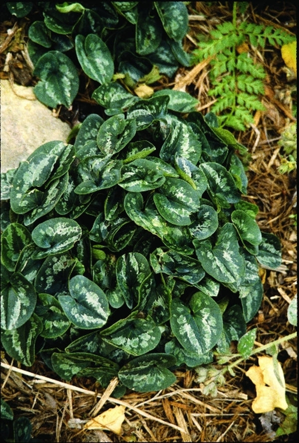Image of Asarum fauriei var. takaoi 'Galaxy' taken at Juniper Level Botanic Gdn, NC by JLBG