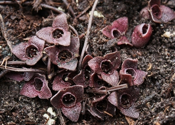 Image of Asarum fauriei var. takaoi 'Ginba' taken at Juniper Level Botanic Gdn, NC by JLBG