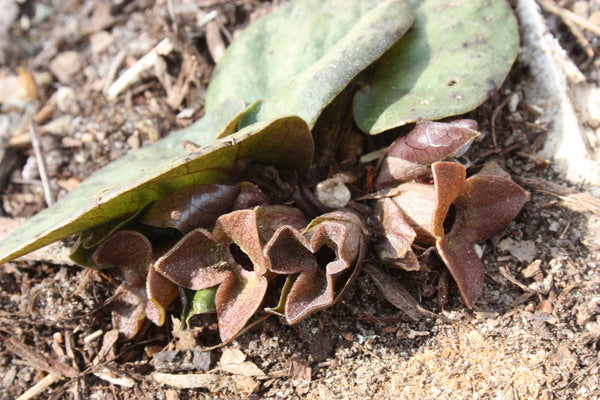 Image of Asarum fauriei var. takaoi 'Pitter Patter' taken at Juniper Level Botanic Gdn, NC by JLBG