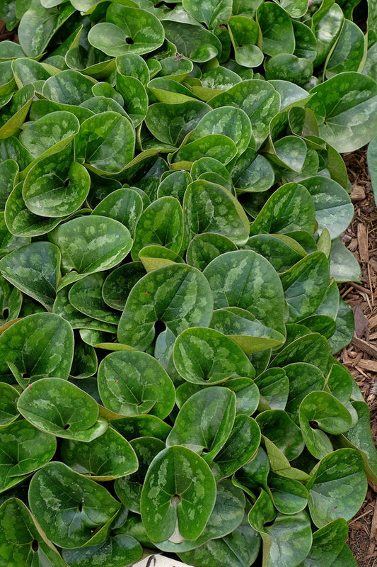 Image of Asarum forbesii 'Venus' taken at Juniper Level Botanic Gdn, NC by JLBG