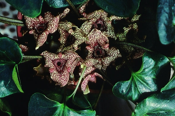 Image of Asarum hirsutisepalum taken at B. Yinger Gdn, PA by B. Yinger
