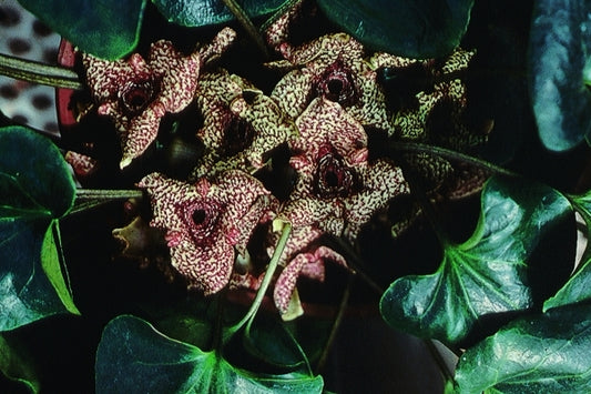 Image of Asarum hirsutisepalum taken at B. Yinger Gdn, PA by B. Yinger