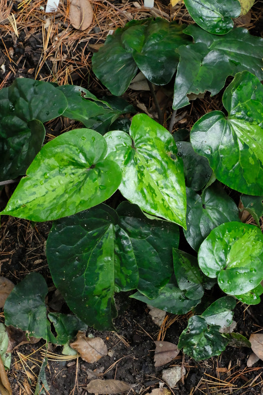 Image of Asarum hypogynum 'Spit Shine' taken at Juniper Level Botanic Gdn, NC by JLBG