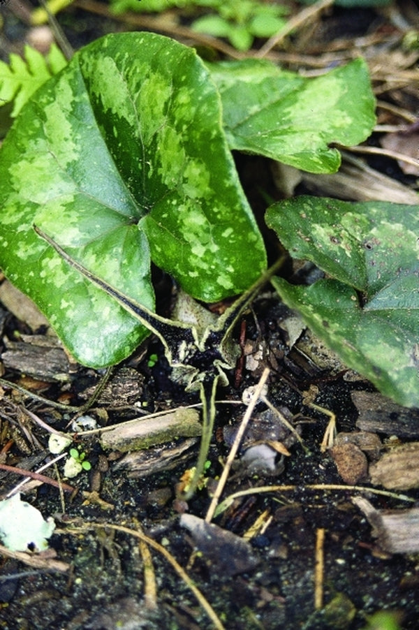 Image of Asarum minamitanianum taken at Juniper Level Botanic Gdn, NC by JLBG