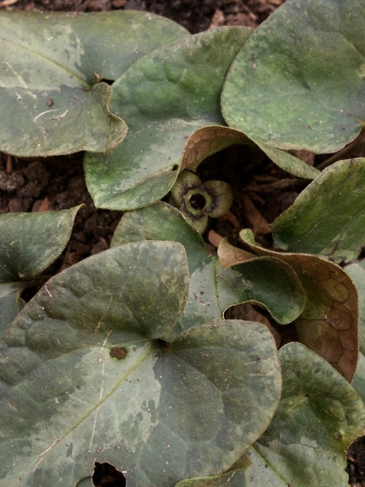Image of Asarum nipponicum taken at Juniper Level Botanic Gdn, NC by JLBG