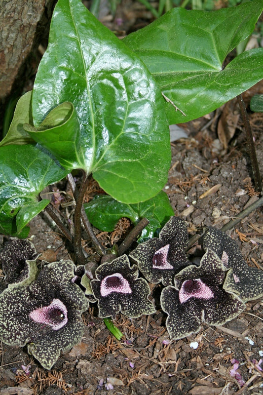 Image of Asarum nobilissimum 'Deep Throat' taken at Juniper Level Botanic Gdn, NC