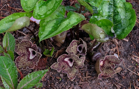 Image of Asarum nobilissimum 'Super Shield' taken at Juniper Level Botanic Gdn, NC by JLBG
