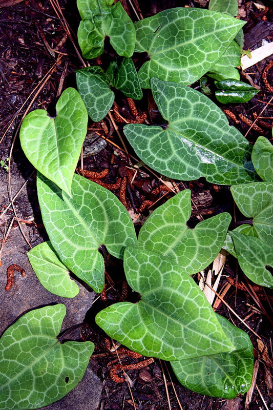 Image of Asarum porphyronotum var. atrovirens 'Internet' taken at Juniper Level Botanic Gdn, NC by JLBG