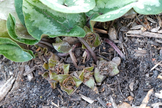 Image of Asarum rigescens var. brachypodion 'Suzaku Botan' taken at Juniper Level Botanic Gdn, NC by JLBG