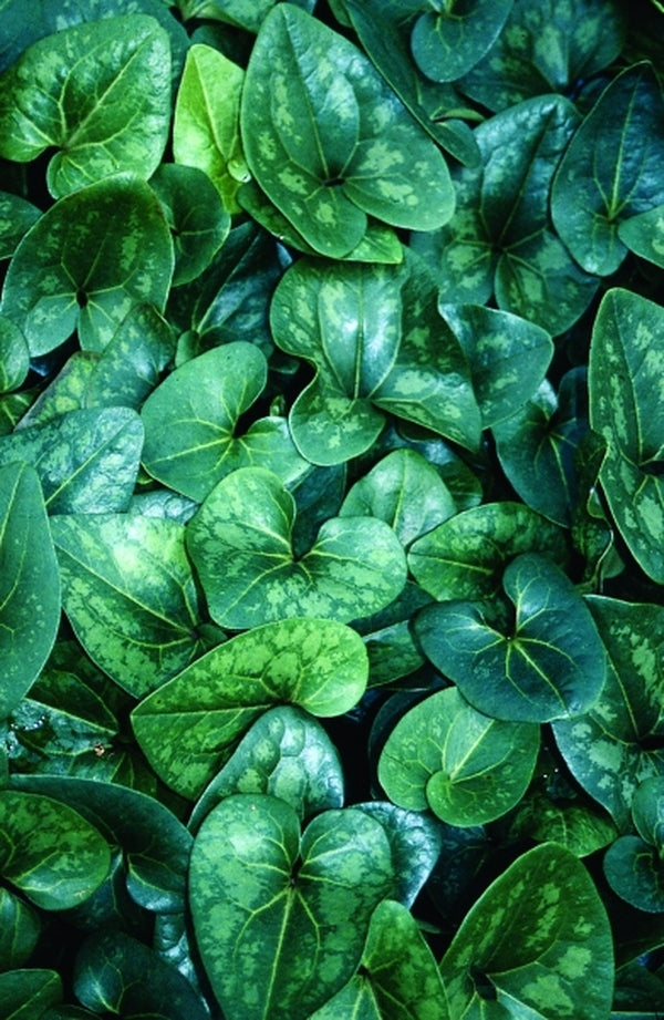 Image of Asarum speciosum 'Woodlanders Select' taken at Juniper Level Botanic Gdn, NC by JLBG