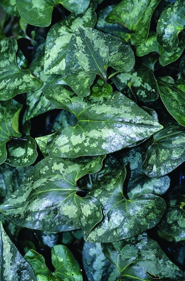 Image of Asarum splendens taken at Juniper Level Botanic Gdn, NC by JLBG