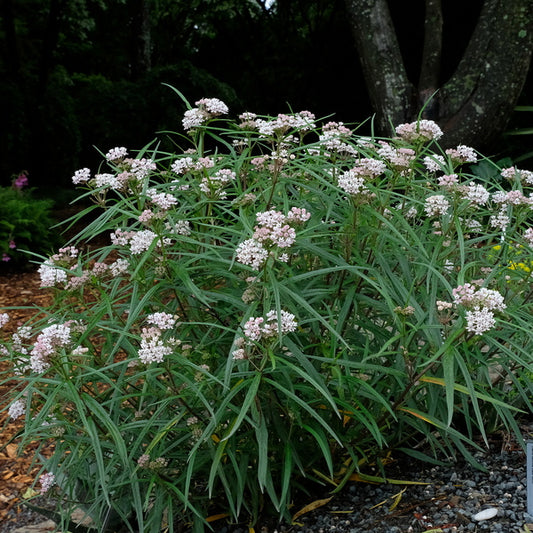 Image of Asclepias angustifolia 'Sonoita' taken at Juniper Level Botanic Gdn, NC by JLBG