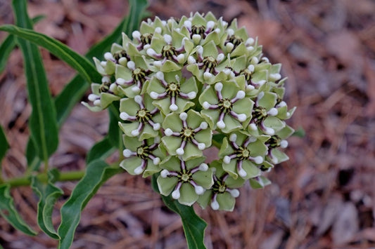 Image of Asclepias asperula taken at Juniper Level Botanic Gdn, NC by JLBG