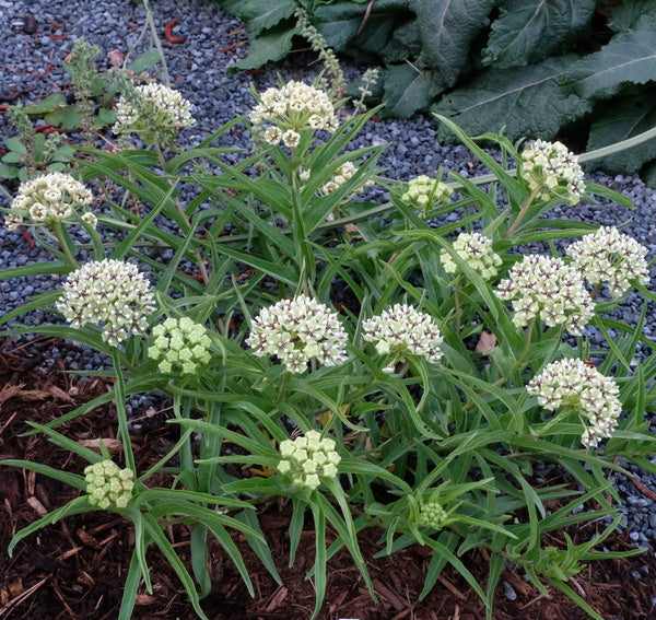 Image of Asclepias asperula taken at Juniper Level Botanic Gdn, NC by JLBG