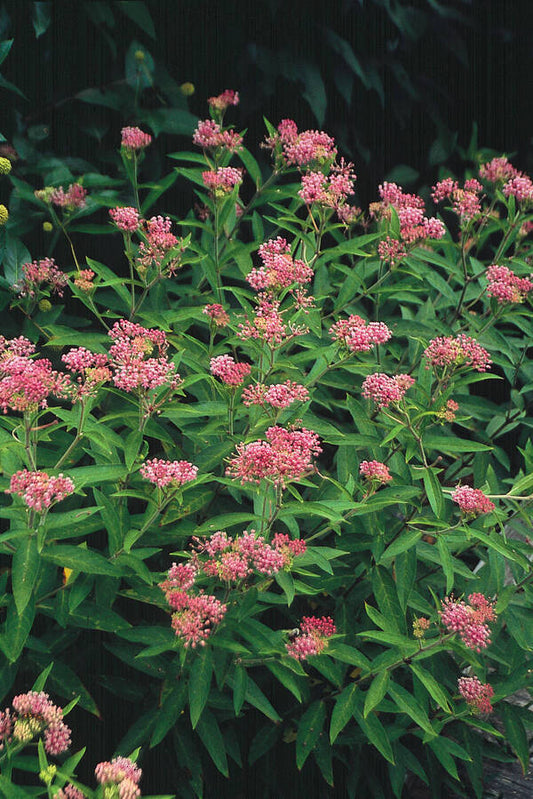 Image of Asclepias incarnata 'Cinderella' taken at Lewis Ginter Botanic Gdn, VA by T. Avent