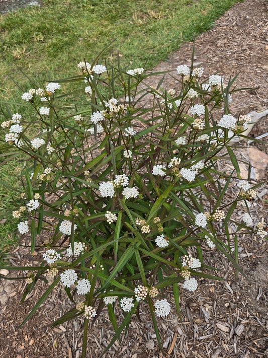 Image of Asclepias perennis taken at Juniper Level Botanic Gdn, NC by JLBG