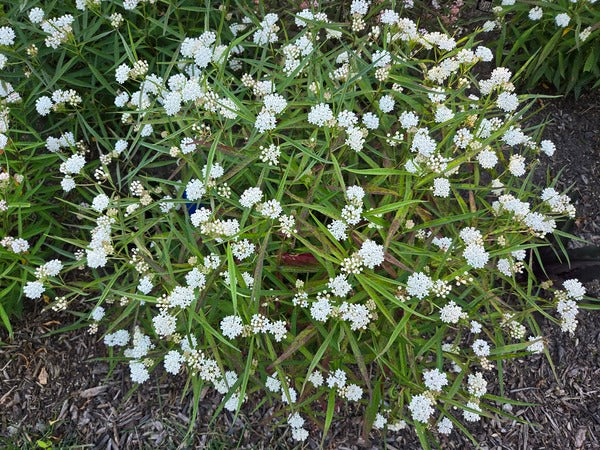 Asclepias perennis