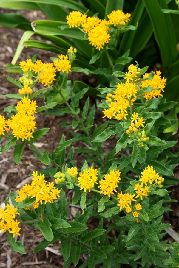 Image of Asclepias tuberosa 'Hello Yellow' taken at Juniper Level Botanic Gdn, NC by JLBG