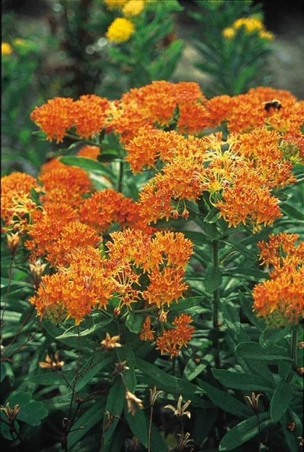 Image of Asclepias tuberosa taken at Juniper Level Botanic Gdn, NC by JLBG
