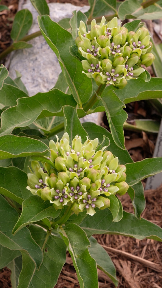 Image of Asclepias viridis taken at Juniper Level Botanic Gdn, NC by JLBG
