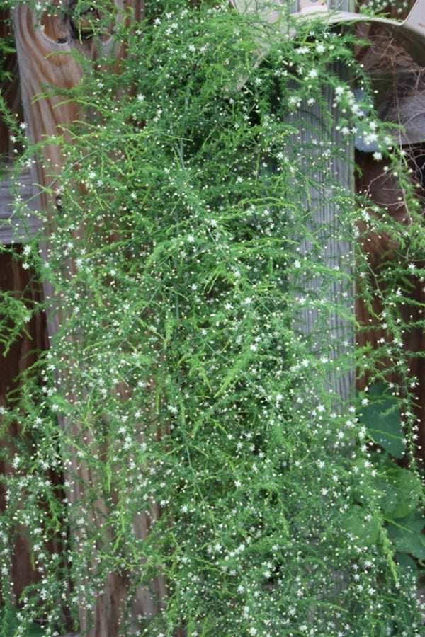 Image of Asparagus setaceus 'Lowestoffe' taken at Juniper Level Botanic Gdn, NC by JLBG