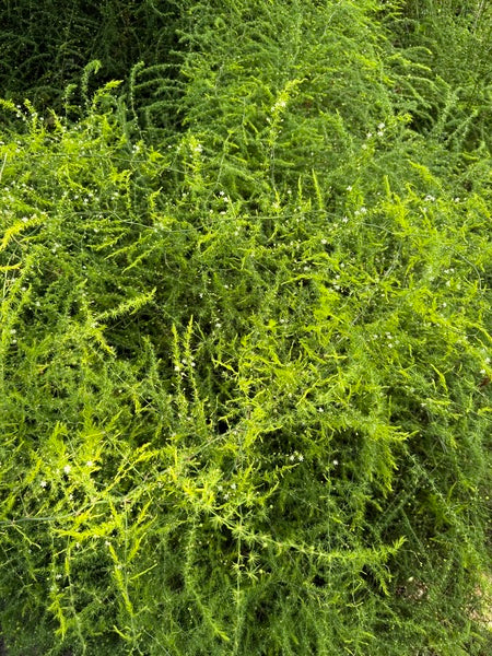 Image of Asparagus setaceus 'Lowestoffe' taken at Juniper Level Botanic Garden, Raleigh NC by Lidia Churakova