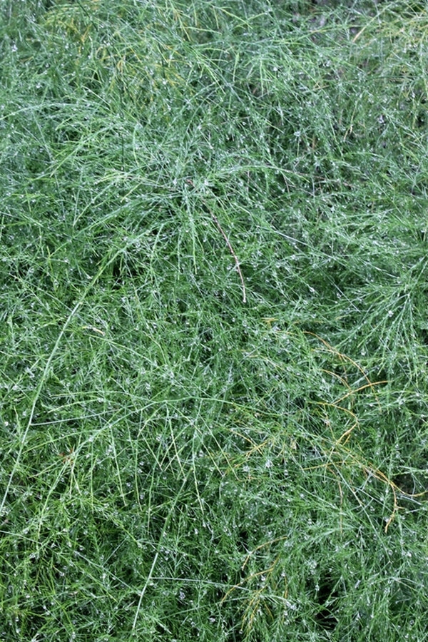 Image of Asparagus virgatus