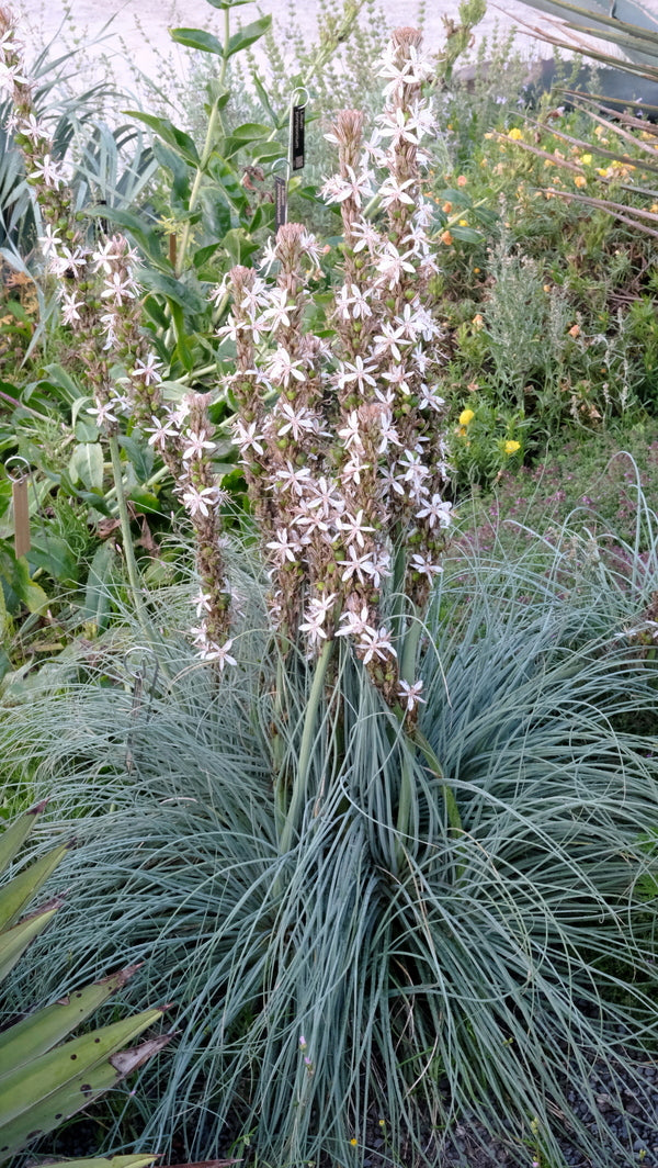 Image of Asphodeline damascena taken at Juniper Level Botanic Gdn, NC by JLBG