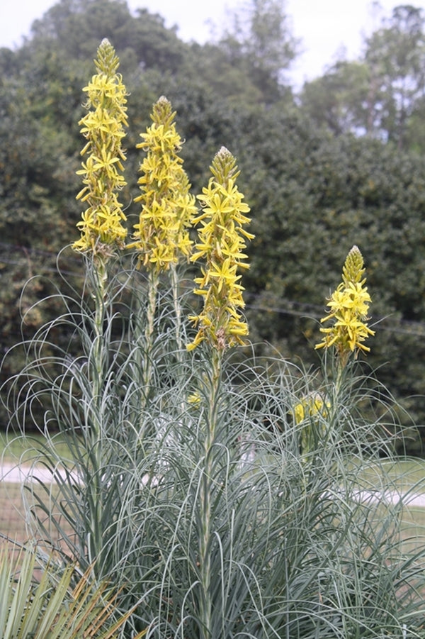 Image of Asphodeline lutea 'Italian Gold' taken at Juniper Level Botanic Gdn, NC by JLBG