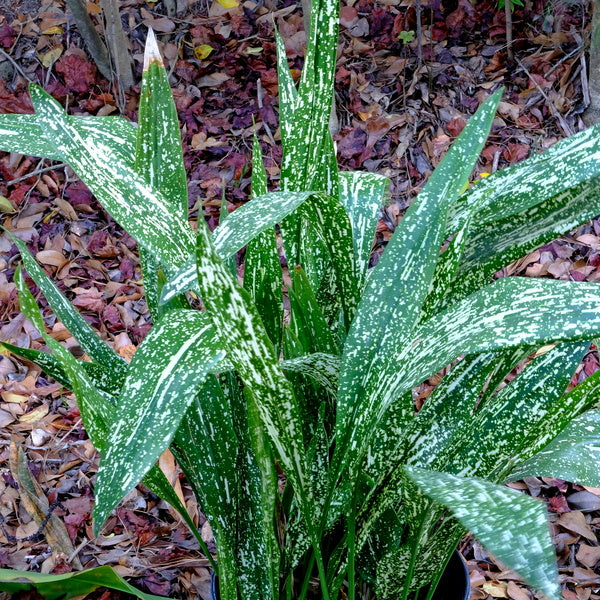Image of Aspidistra 'Hanado Raku' PP 36,855 taken at Juniper Level Botanic Gdn, NC by JLBG