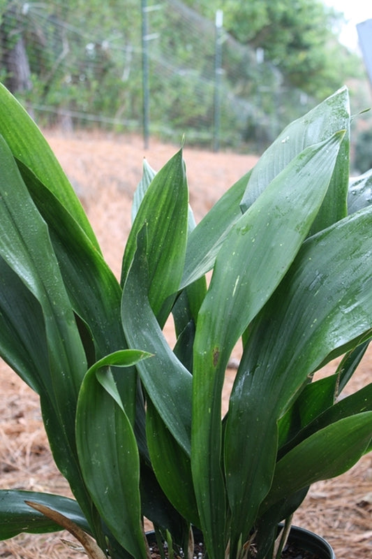 Image of Aspidistra attenuata 'Alishan Broad'