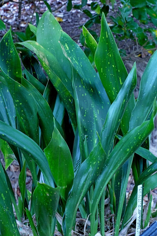 Image of Aspidistra attenuata 'Alishan Giant Splatter' taken at Juniper Level Botanic Gdn, NC by JLBG