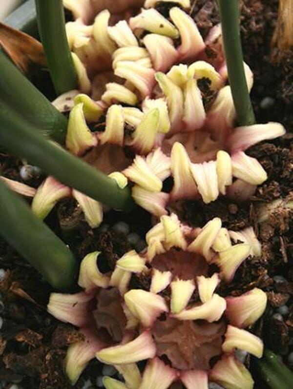 Image of Aspidistra attenuata 'Dungpu Dazzler' taken at Juniper Level Botanic Gdn, NC by JLBG