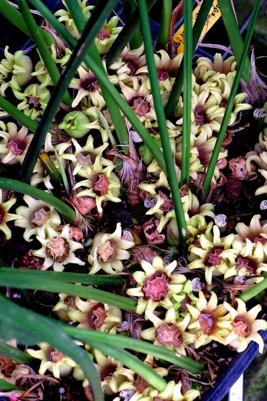 Image of Aspidistra attenuata 'Dungpu Dazzler' taken at Juniper Level Botanic Gdn, NC by JLBG