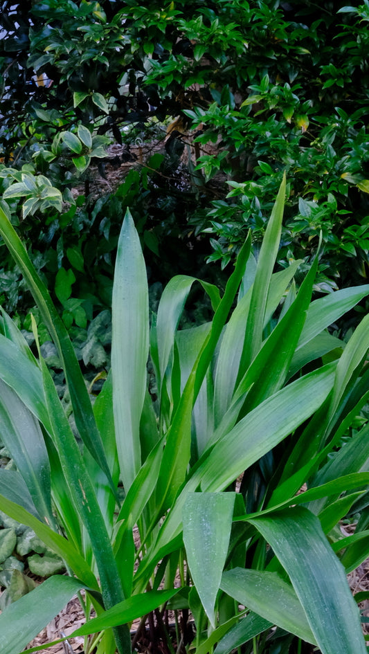 Image of Aspidistra attenuata 'Small n' Smart' taken at Juniper Level Botanic Gdn, NC by JLBG