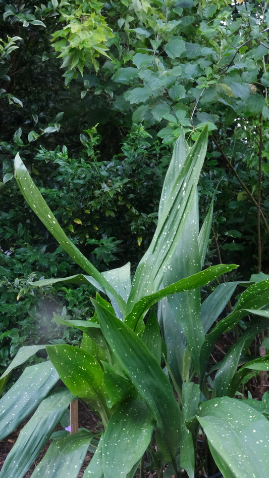 Image of Aspidistra daibuensis 'Yuli Yummy' taken at Juniper Level Botanic Gdn, NC by JLBG