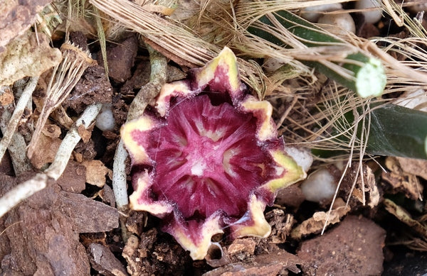 Image of Aspidistra elatior 'Fuji-No-Mine' taken at Juniper Level Botanic Gdn, NC by JLBG