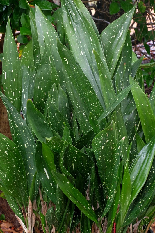 Image of Aspidistra elatior 'Ginga Giant' taken at Juniper Level Botanic Gdn, NC by JLBG