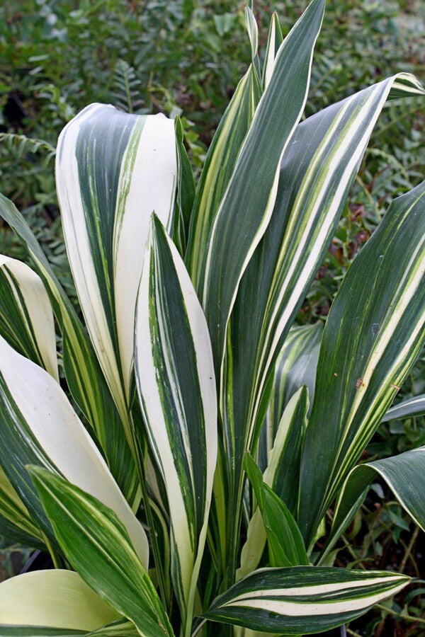 Image of Aspidistra elatior 'Ippin' taken at Juniper Level Botanic Gdn, NC