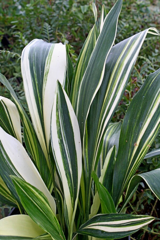 Image of Aspidistra elatior 'Ippin' taken at Juniper Level Botanic Gdn, NC