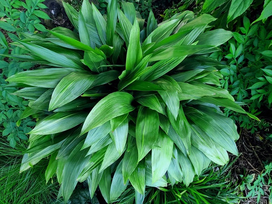 Image of Aspidistra elatior 'Morning Frost' taken at Juniper Level Botanic Gdn, NC by JLBG