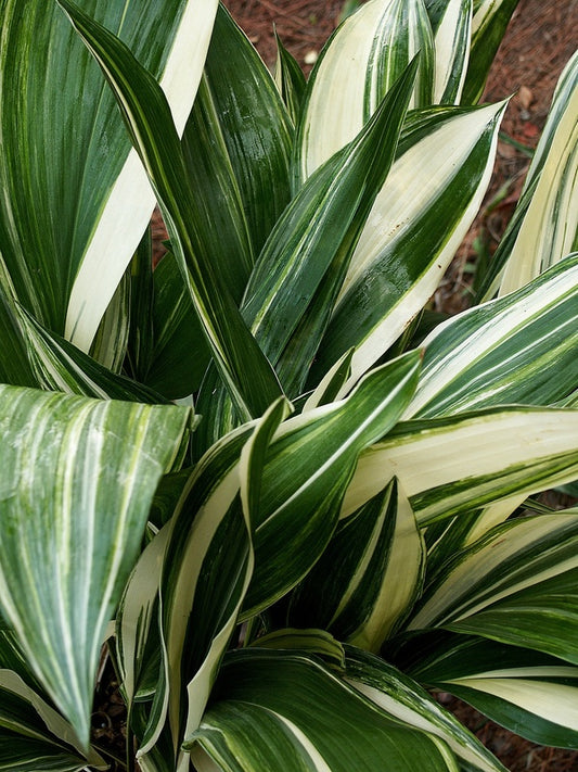 Image of Aspidistra elatior 'Okame' taken at Juniper Level Botanic Garden, Raleigh NC by JLBG