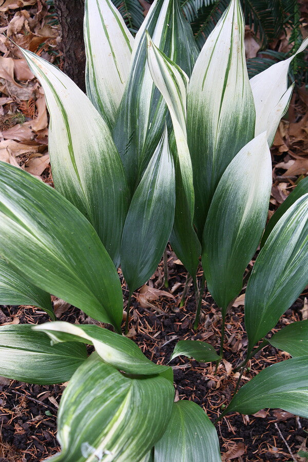 Aspidistra elatior 'Sekko Kan' | White Snowy Crown Cast Iron Plant
