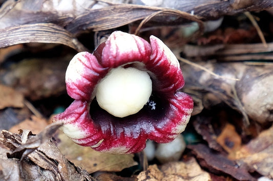 Image of Aspidistra fungilliformis 'Stargazey' taken at Juniper Level Botanic Gdn, NC by JLBG