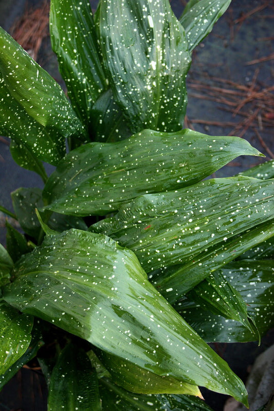 Image of Aspidistra grandiflora 'Big Spotty' taken at Juniper Level Botanic Gdn, NC by JLBG