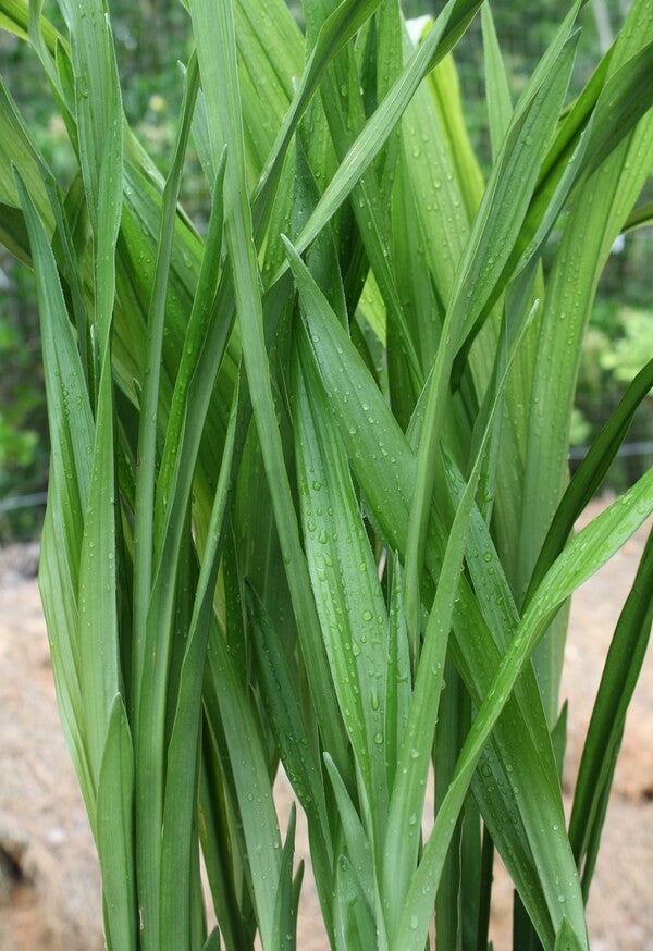 Aspidistra hainanensis Quan Ba